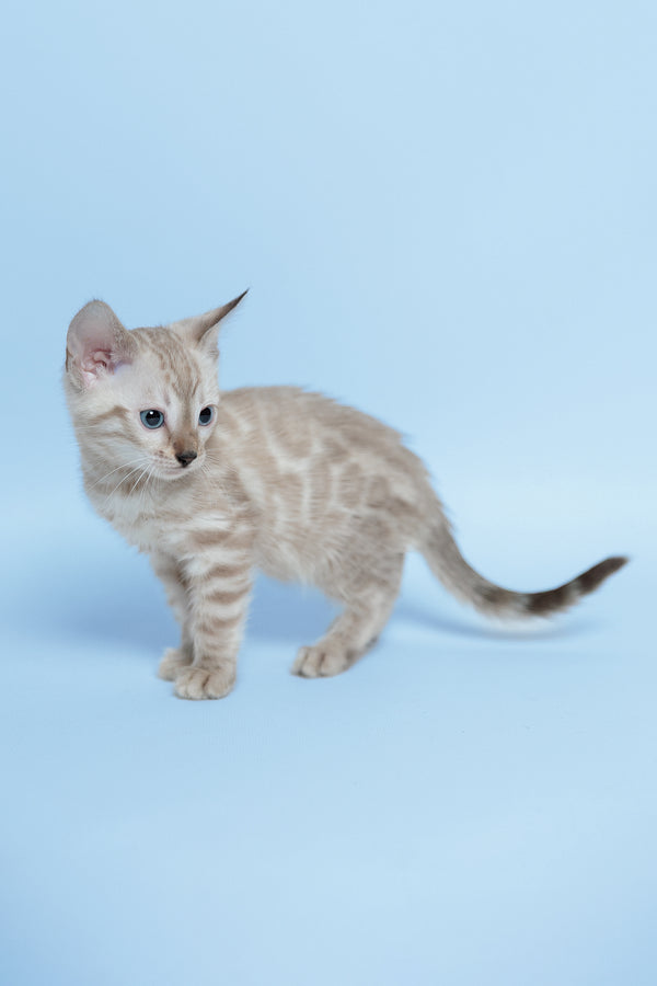 Emma | Bengal Kitten