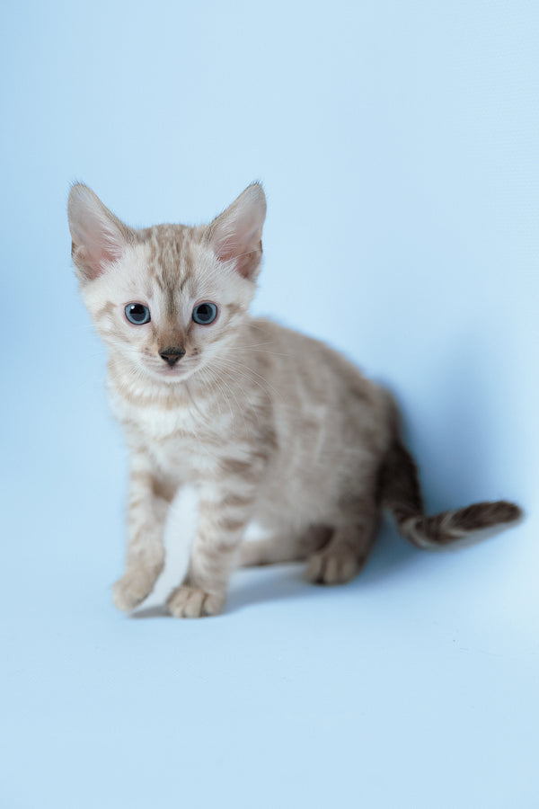 Emma | Bengal Kitten