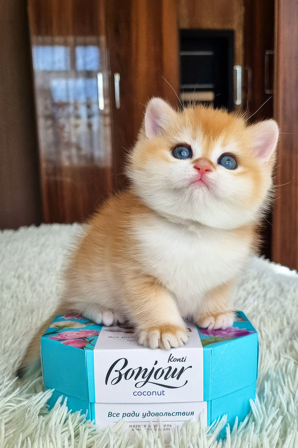 Fenix | British Shorthair Kitten