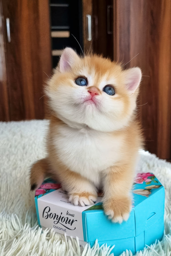 Fenix | British Shorthair Kitten