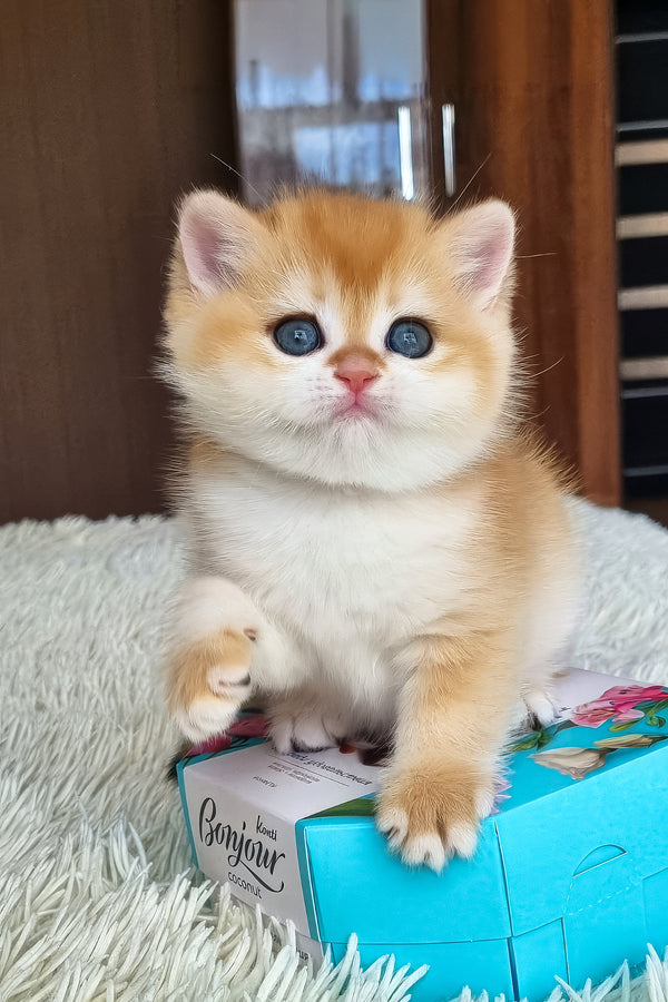 Fenix | British Shorthair Kitten