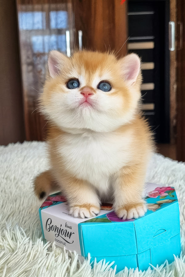 Fenix | British Shorthair Kitten