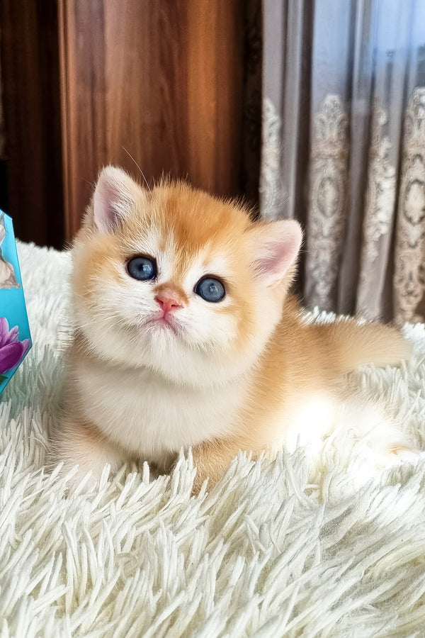 Fenix | British Shorthair Kitten