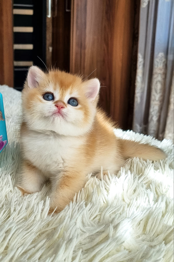 Fenix | British Shorthair Kitten