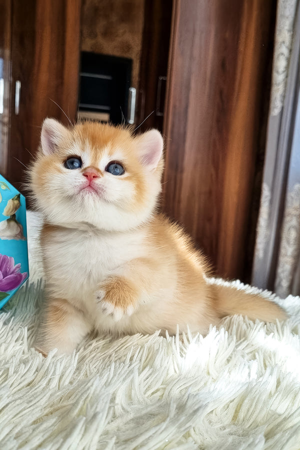Fenix | British Shorthair Kitten