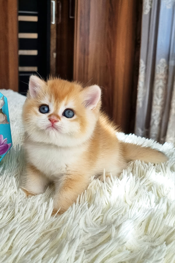 Fenix | British Shorthair Kitten