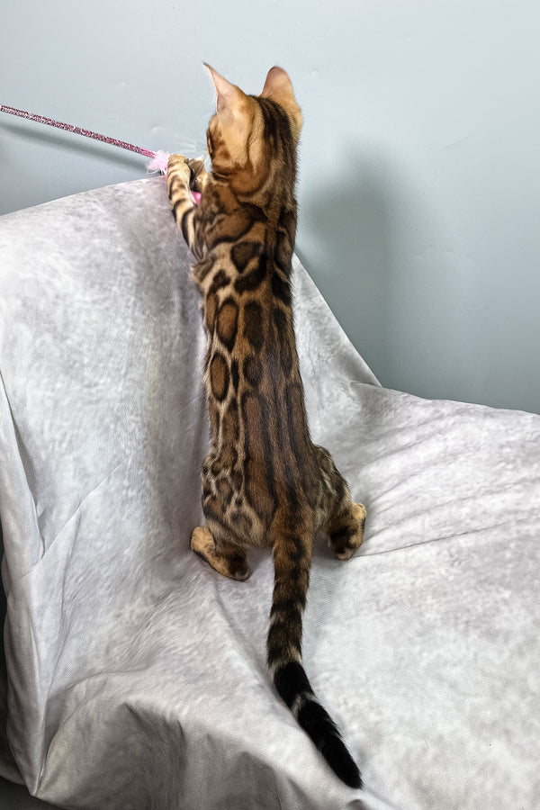 Fenix | Bengal Kitten