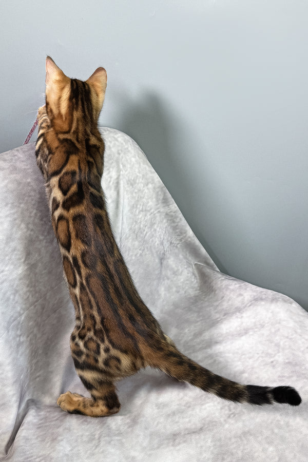 Fenix | Bengal Kitten