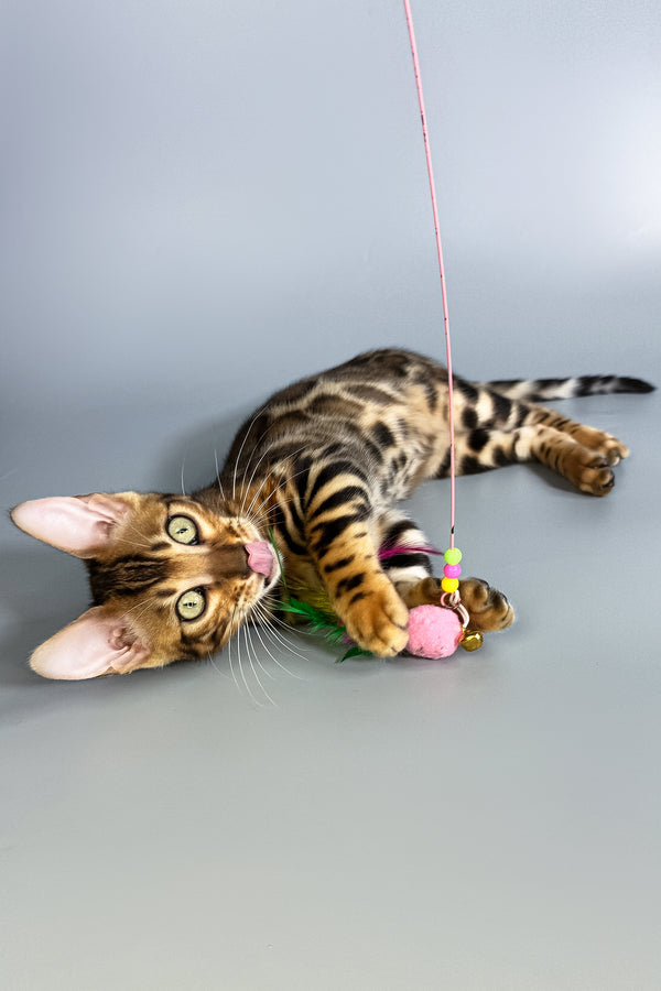 Fenix | Bengal Kitten