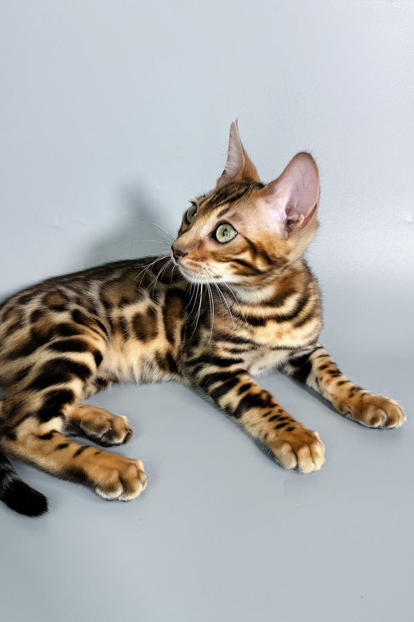 Fenix | Bengal Kitten
