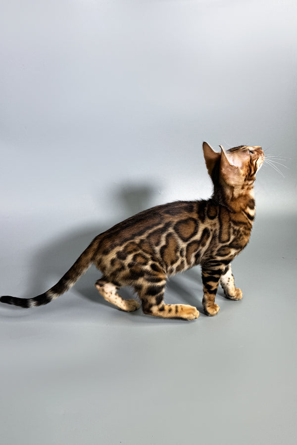 Fenix | Bengal Kitten
