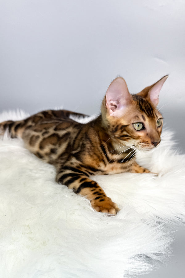 Fenix | Bengal Kitten