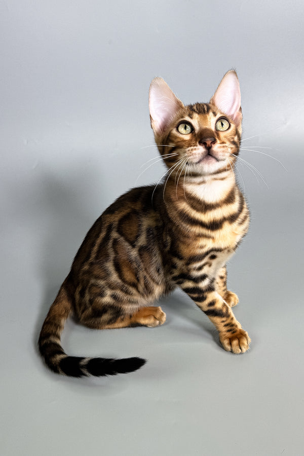 Fenix | Bengal Kitten