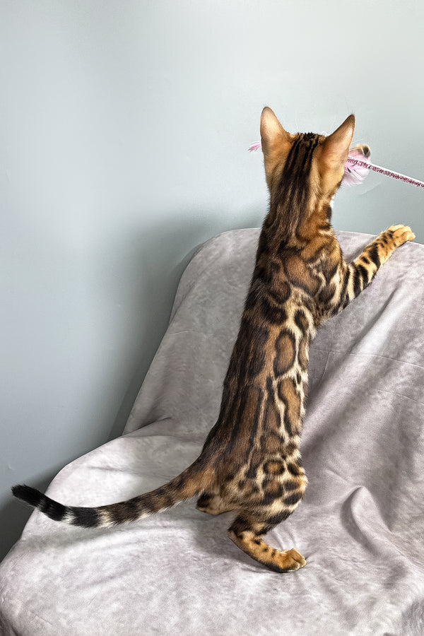 Fenix | Bengal Kitten