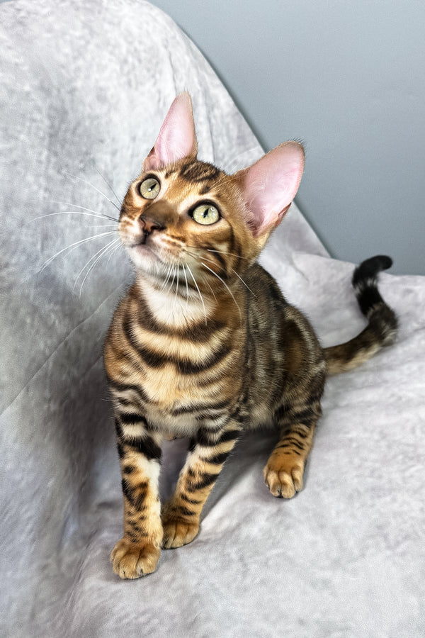 Fenix | Bengal Kitten