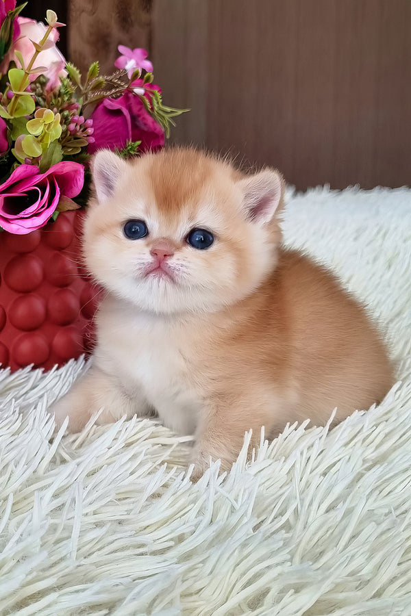 Feya | British Shorthair Kitten