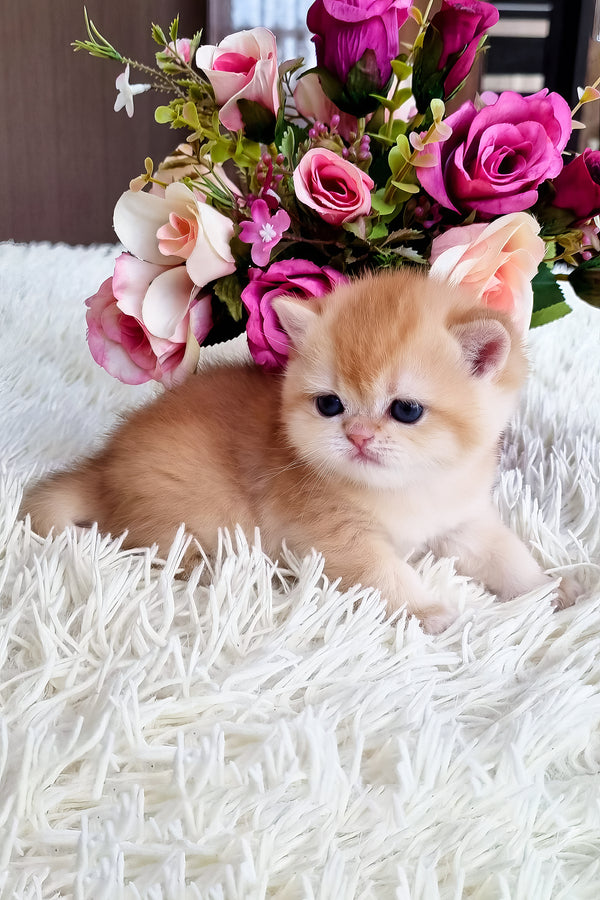 Feya | British Shorthair Kitten