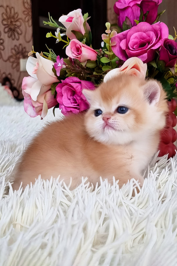 Feya | British Shorthair Kitten