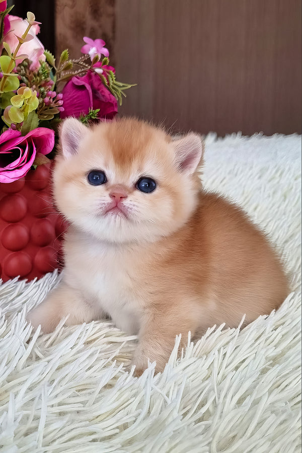 Feya | British Shorthair Kitten