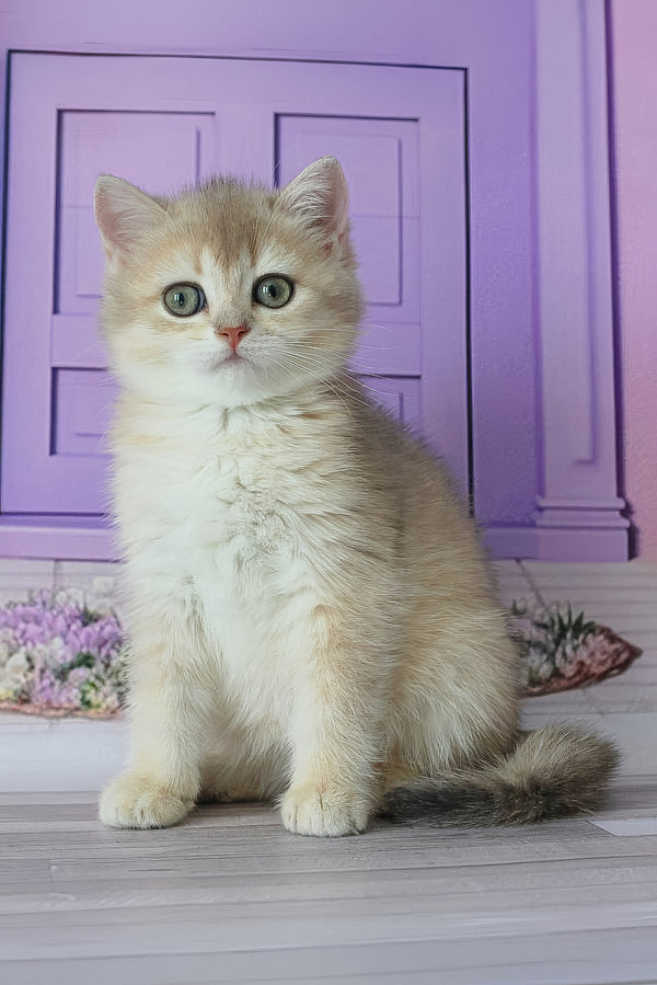 Fialka | British Shorthair Kitten