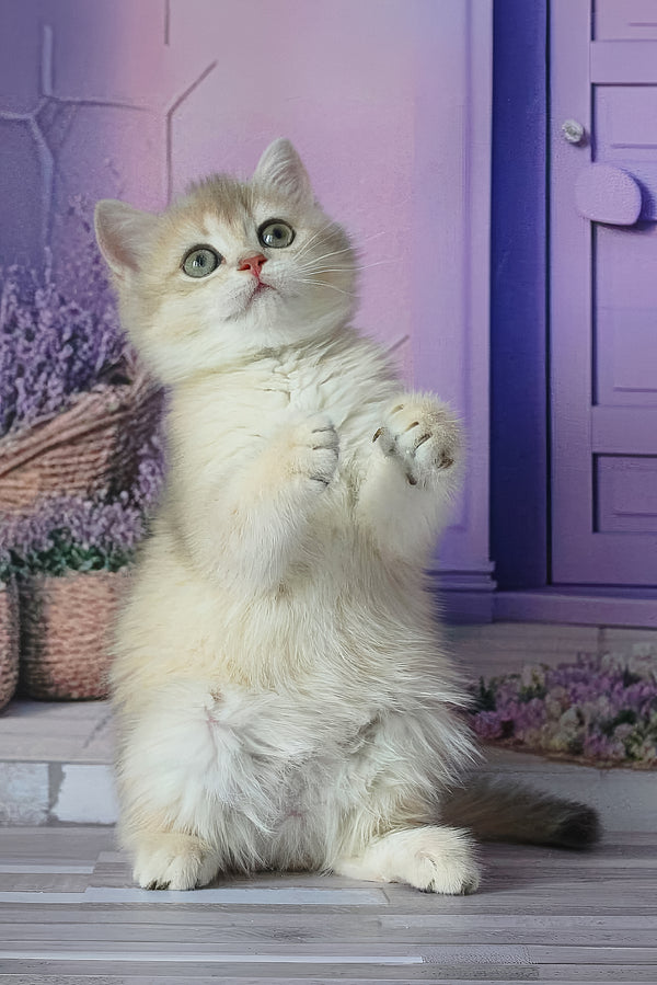 Fialka | British Shorthair Kitten