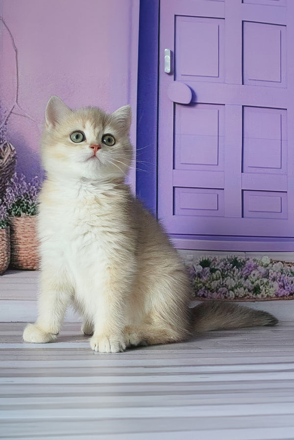 Fialka | British Shorthair Kitten