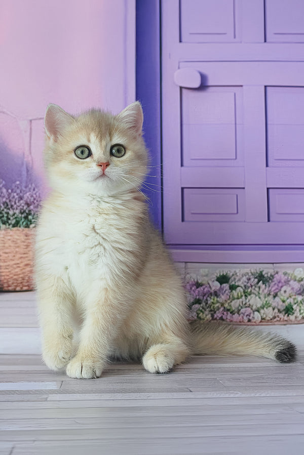 Fialka | British Shorthair Kitten