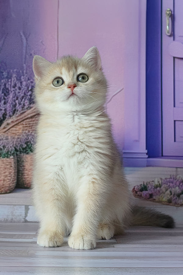 Fialka | British Shorthair Kitten