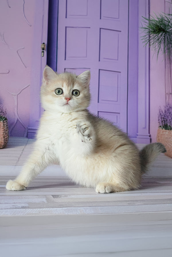 Fialka | British Shorthair Kitten