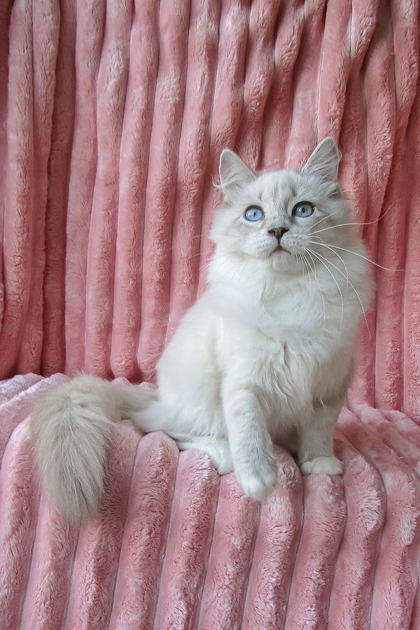 Fiby | Siberian Kitten