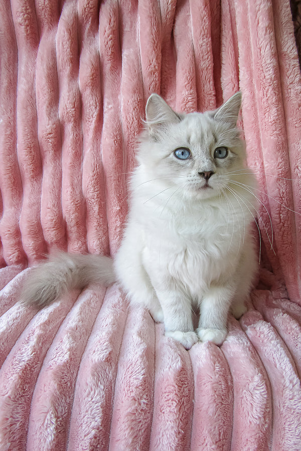 Fiby | Siberian Kitten