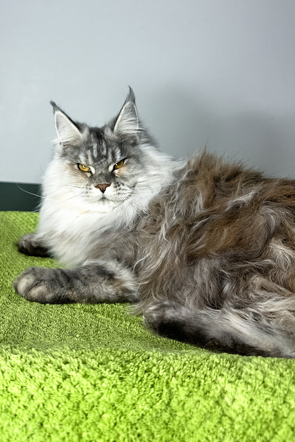 Fifa | Maine Coon Kitten