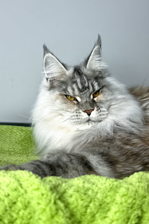 Fifa | Maine Coon Kitten