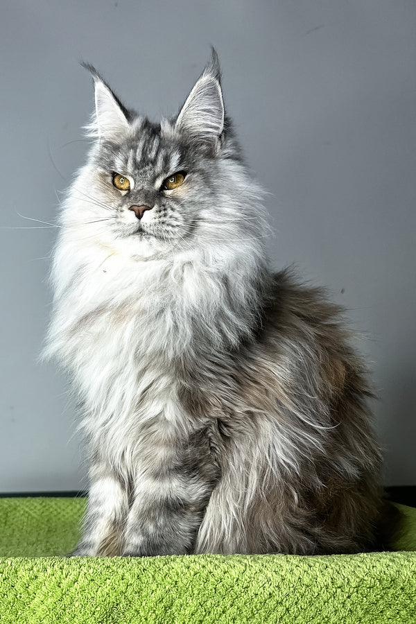 Fifa | Maine Coon Kitten