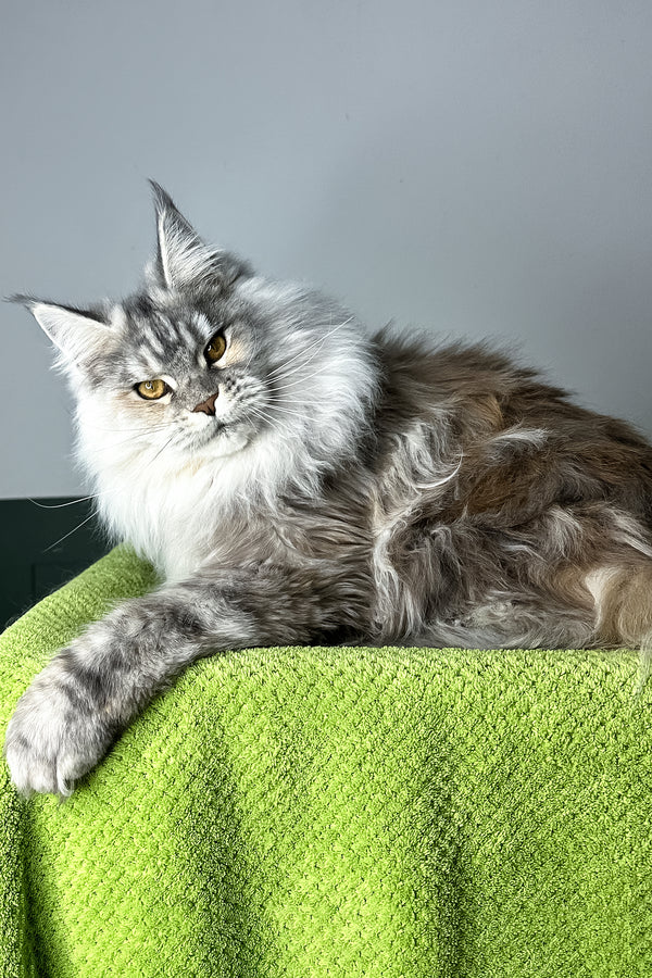 Fifa | Maine Coon Kitten