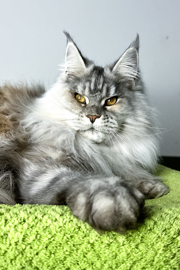 Fifa | Maine Coon Kitten