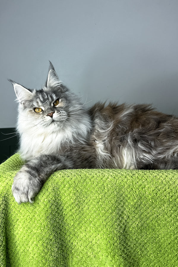 Fifa | Maine Coon Kitten