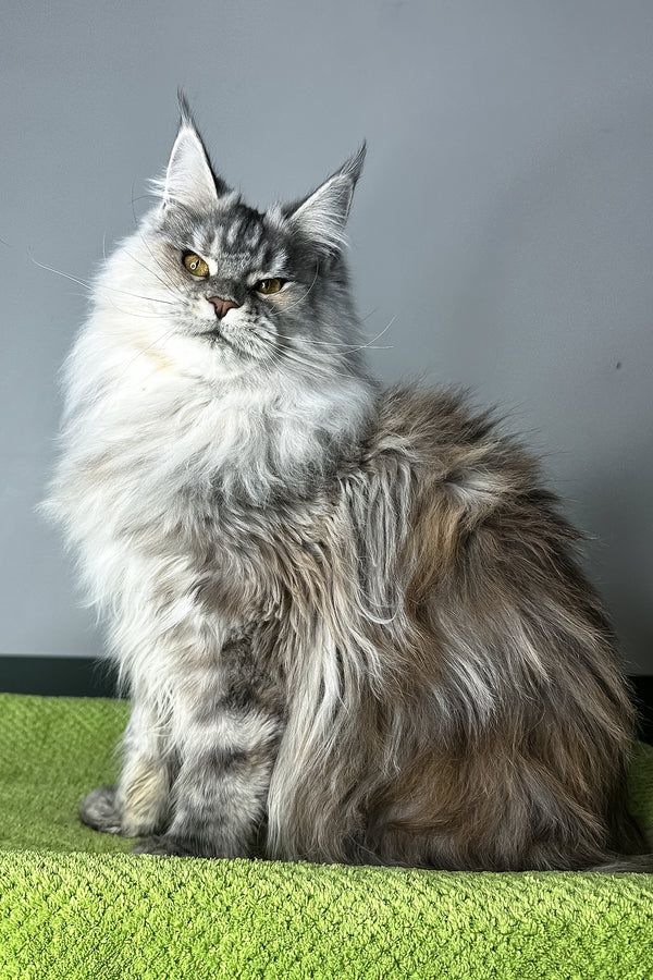 Fifa | Maine Coon Kitten