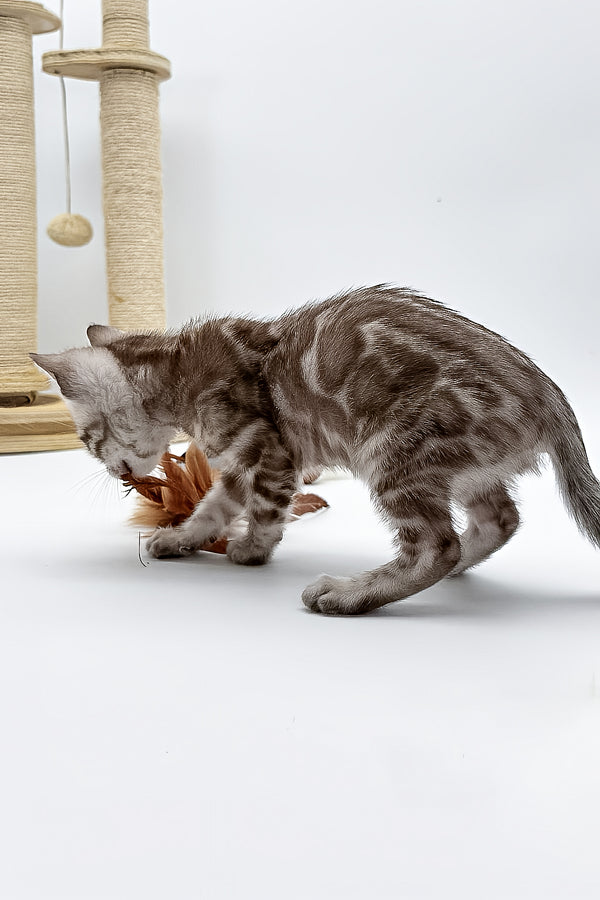 Figaro | Bengal Kitten