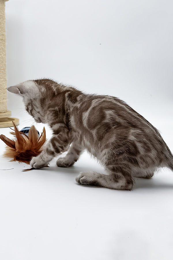 Figaro | Bengal Kitten