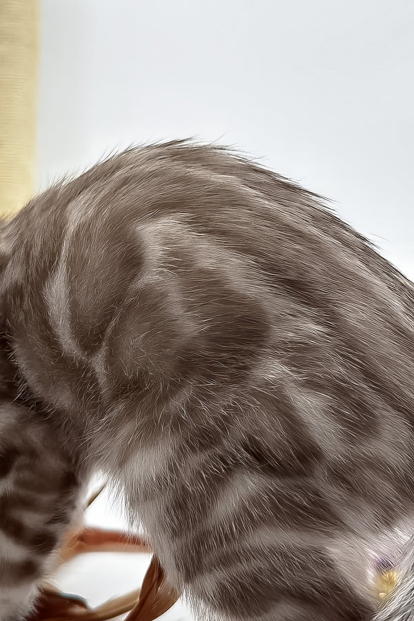 Figaro | Bengal Kitten