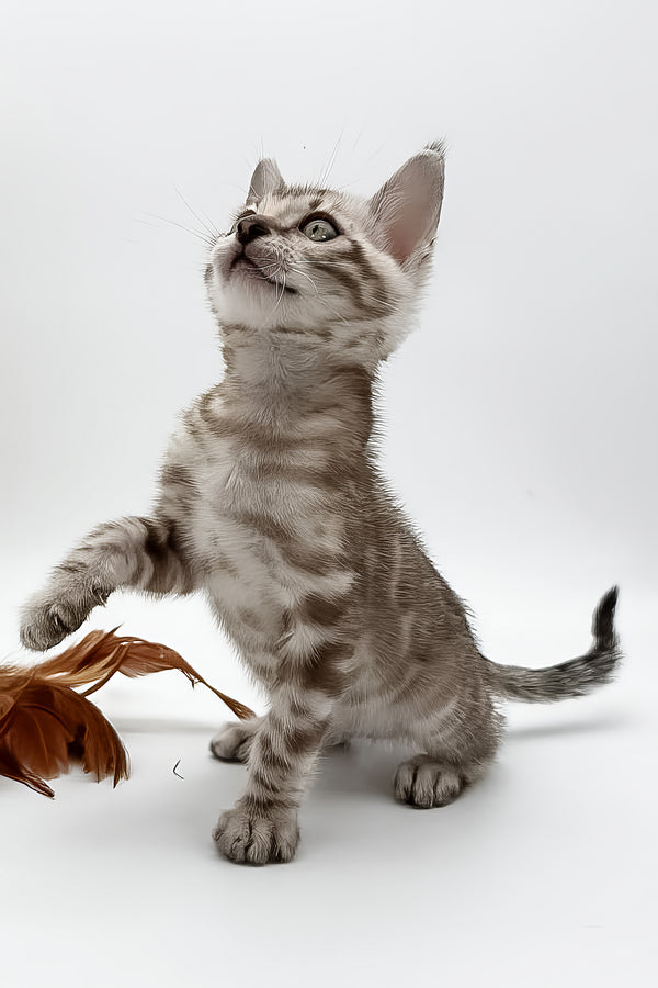 Figaro | Bengal Kitten
