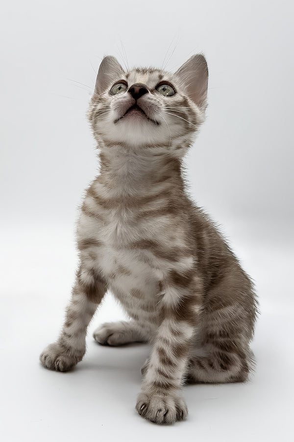 Figaro | Bengal Kitten