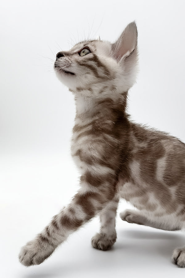 Figaro | Bengal Kitten