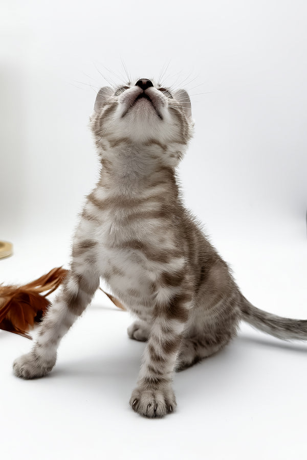 Figaro | Bengal Kitten