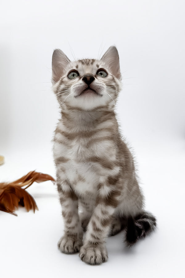Figaro | Bengal Kitten