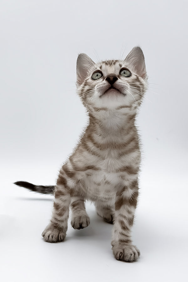 Figaro | Bengal Kitten