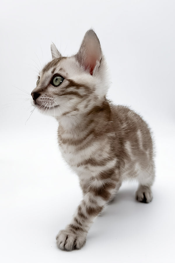 Figaro | Bengal Kitten