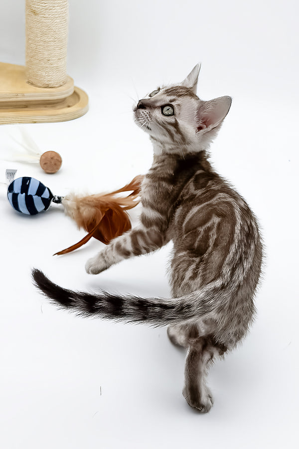 Figaro | Bengal Kitten