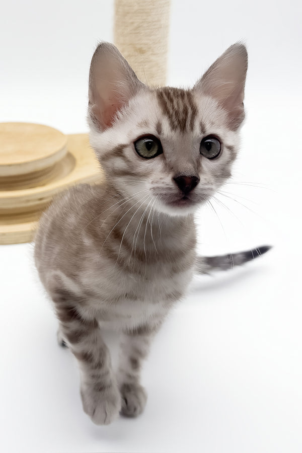 Figaro | Bengal Kitten
